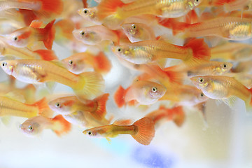 Image showing guppy fishes background\r\n