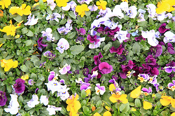 Image showing fresh color pansies flowers