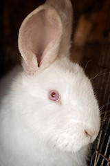 Image showing Portrait of the white rabbit