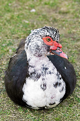 Image showing Portrait of a Muscovy duck 