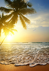 Image showing Bird over ocean