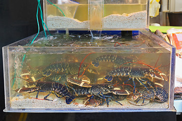 Image showing Lobsters in Tank