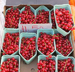 Image showing Red Currant