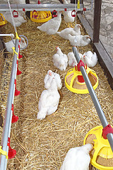 Image showing Hen Farm