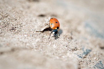 Image showing Seven-spot ladybird on sand, 