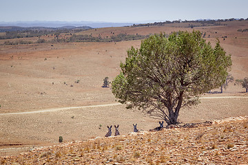 Image showing Australian scenery with kangaroos under the tree