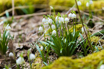 Image showing early spring snowflake flowers