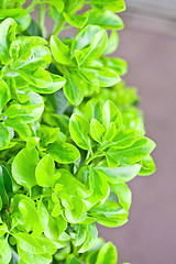 Image showing fresh green leaves