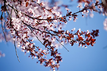 Image showing spring cherry blossoms