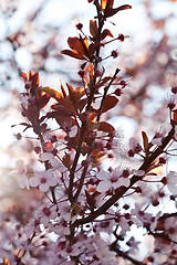 Image showing spring cherry blossoms