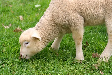 Image showing Baby sheep