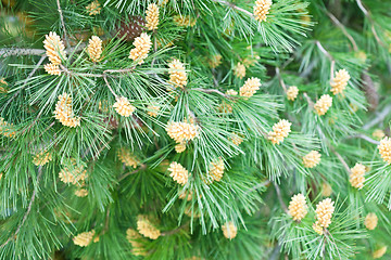 Image showing fir tree with cones