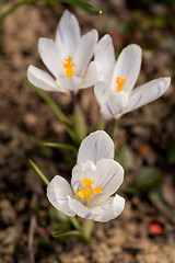 Image showing first spring flowers in garden crocus