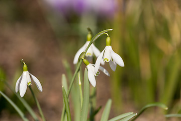 Image showing Snowdrop bloom in springtime