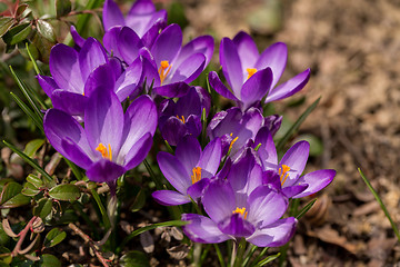 Image showing first spring flowers in garden crocus