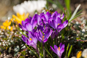 Image showing first spring flowers in garden crocus