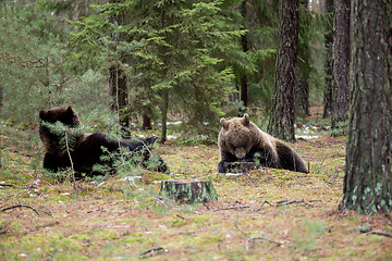 Image showing brown bear (Ursus arctos) in winter forest