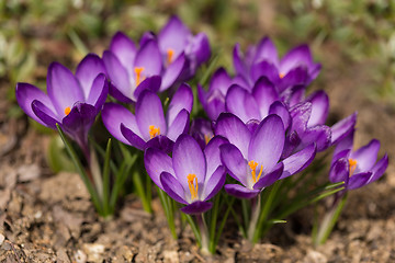 Image showing first spring flowers in garden crocus