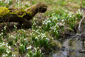 Image showing early spring snowflake flowers