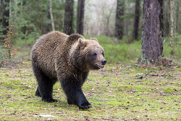 Image showing brown bear (Ursus arctos) in winter forest