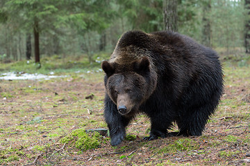 Image showing brown bear (Ursus arctos) in winter forest