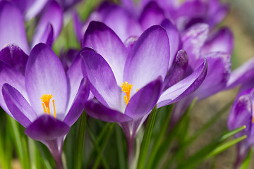 Image showing first spring flowers in garden crocus