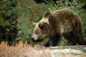 Image showing brown bear (Ursus arctos) in winter forest