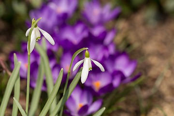 Image showing Snowdrop bloom in springtime