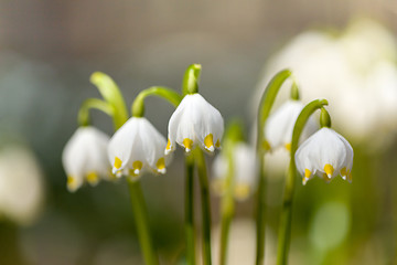 Image showing early spring snowflake flowers