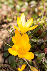 Image showing first spring flowers in garden crocus