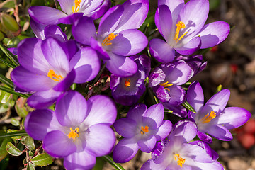 Image showing first spring flowers in garden crocus