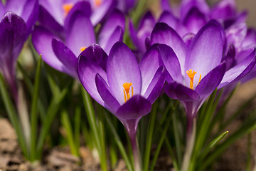 Image showing first spring flowers in garden crocus