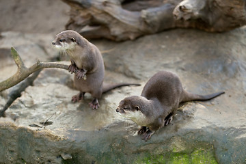 Image showing European otter (Lutra lutra)