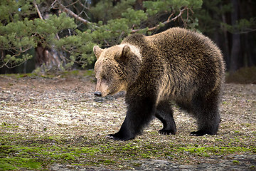 Image showing brown bear (Ursus arctos) in winter forest