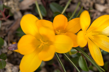 Image showing first spring flowers in garden crocus