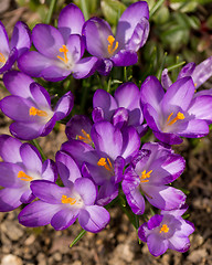 Image showing first spring flowers in garden crocus