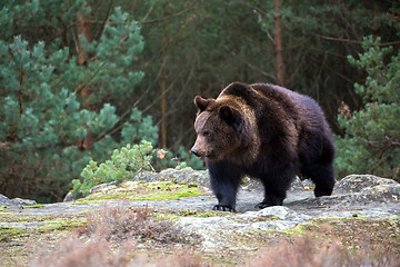 Image showing brown bear (Ursus arctos) in winter forest