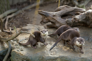 Image showing European otter (Lutra lutra)