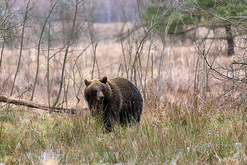 Image showing brown bear (Ursus arctos) in winter forest