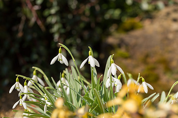 Image showing Snowdrop bloom in springtime