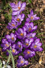 Image showing first spring flowers in garden crocus