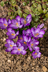 Image showing first spring flowers in garden crocus