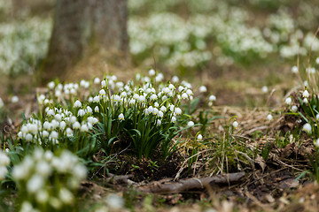 Image showing early spring snowflake flowers