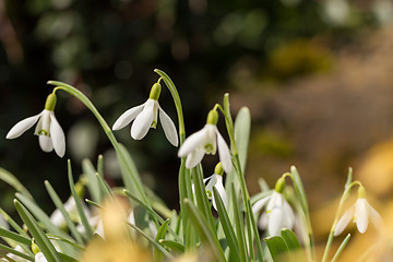 Image showing Snowdrop bloom in springtime