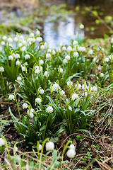 Image showing early spring snowflake flowers