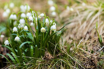 Image showing early spring snowflake flowers