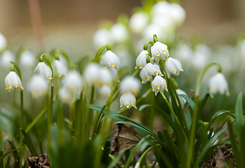 Image showing early spring snowflake flowers