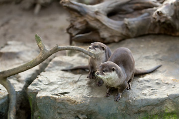 Image showing European otter (Lutra lutra)