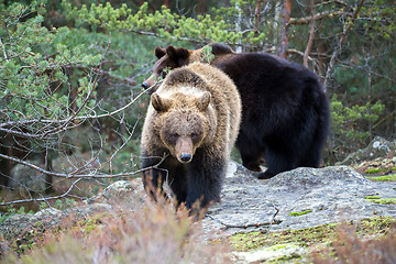 Image showing brown bear (Ursus arctos) in winter forest