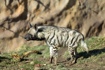 Image showing Striped hyena (Hyaena hyaena)